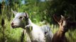The goat gave birth to a human-like baby - Allah Pak Ki Qudrat - Islamic Teacher