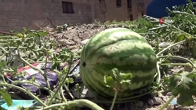 Yıkılan evin enkaz yerinde karpuz yetişti