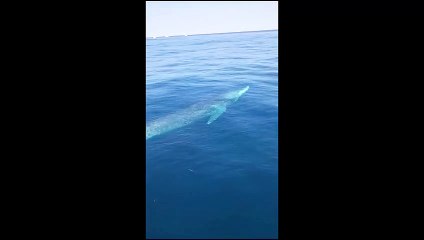 Balenottera al largo di San Vincenzo (Livorno)