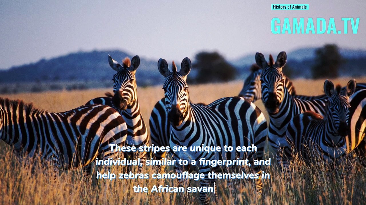 Zebras: Between Legends and Realities, Unveiling Their Incredible History