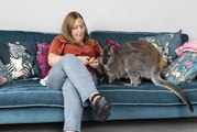 Woman adopts wallaby rejected by mum