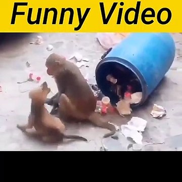 Amezing Funny Video Dog with Monkey