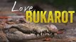 Letters from the Wild: Love, Bukarot | Born to be Wild