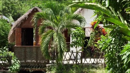 Fenêtre sur l'Outre-mer - Martinique : la savane des Esclaves