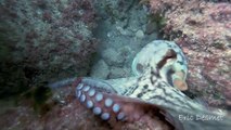 Octopus Lashes Out At Paparazzi