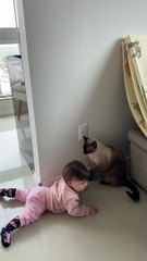 Cat Keeps Baby Away From Electrical Outlet