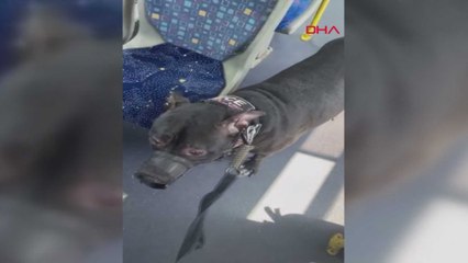 Otobüste köpekle binemezsin tartışması
