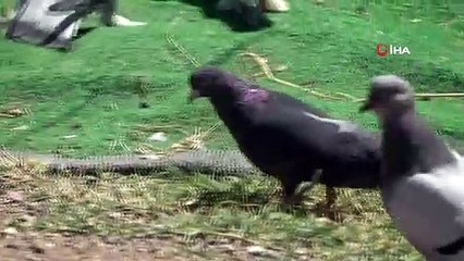 Sivas Güvercini sevgisi hobiden ticarete dönüştü