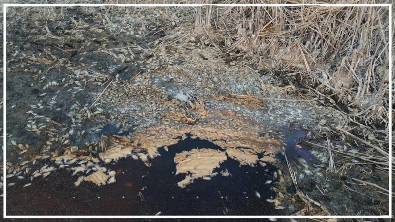 Fischsterben im Irak könnte Wasserqualität schaden