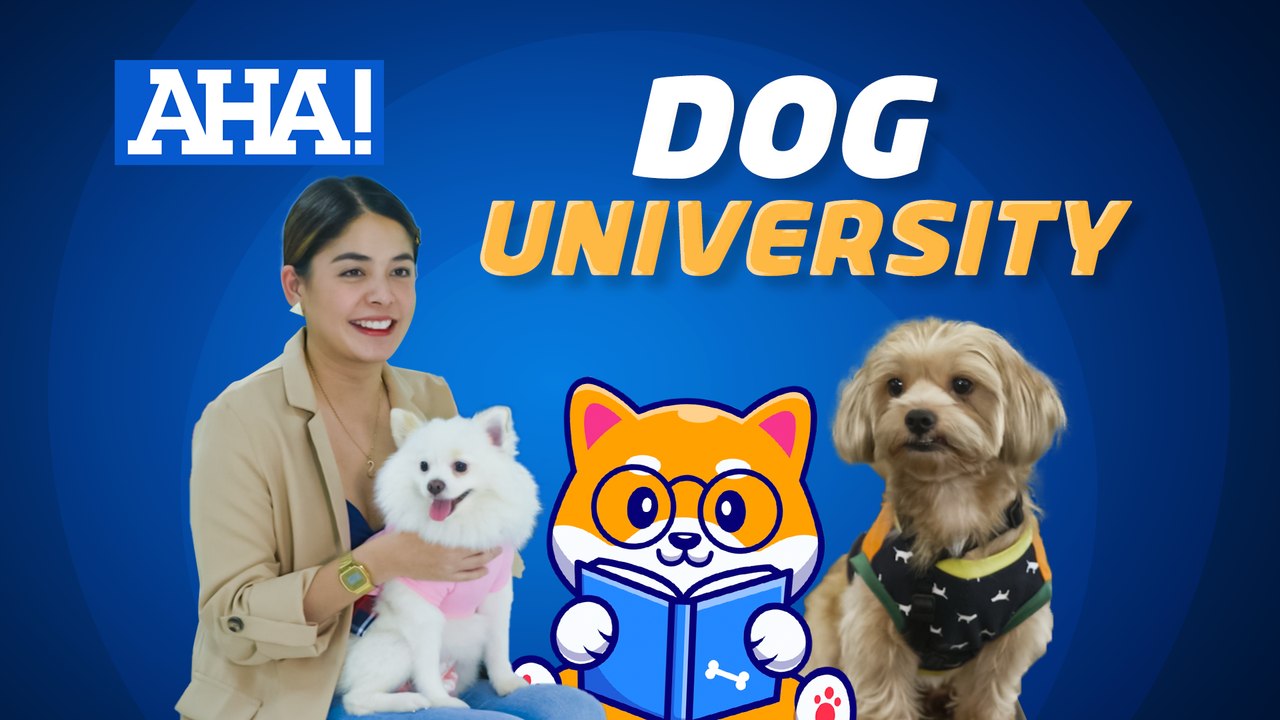 Resort para sa mga aso? | AHA!