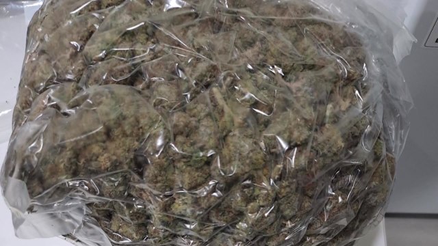 1만 명 분량 대마초 밀수 시도 일당 기소 / YTN