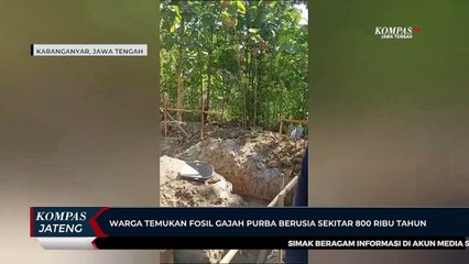 Warga Temukan Fosil Gajah Purba Berusia Sekitar 800 Ribu Tahun