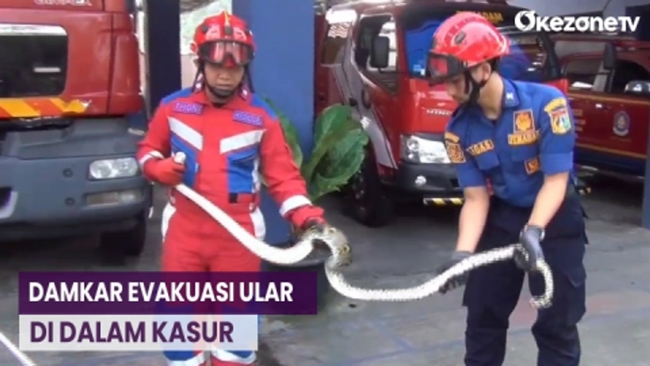 Petugas Damkar Evakuasi Ular Sanca yang Sembunyi dalam Kasur