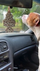 Whining At Wiper Blades