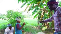 Today in our village, we harvest farm fresh watermelons and we make healthy summer drinks with these fruits. We cleaning and cutting the watermelons in our village area to make this healthy drink
