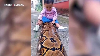 Korku nedir bilmiyor: En yakın dostu 5 metrelik Piton!