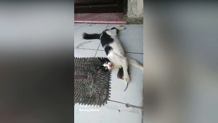 Kucing Hitam Putih Barbar - Kasihan Tikusnya Dijadiin Mainan