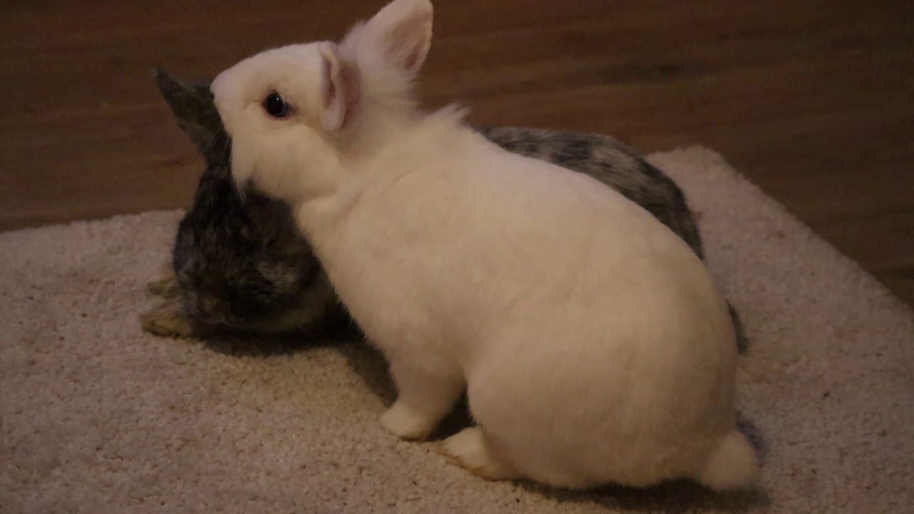 Meet Athena And Yuki ♥