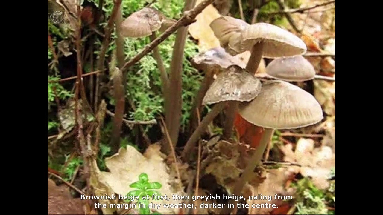 Mycena polygramma. Champimaginatis. English Text