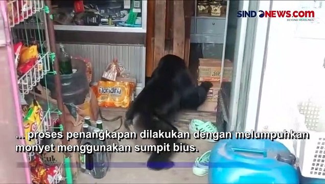 Berkeliaran Resahkan Warga, Monyet Endemik Sulawesi Dilumpuhkan dengan Tembak Bius