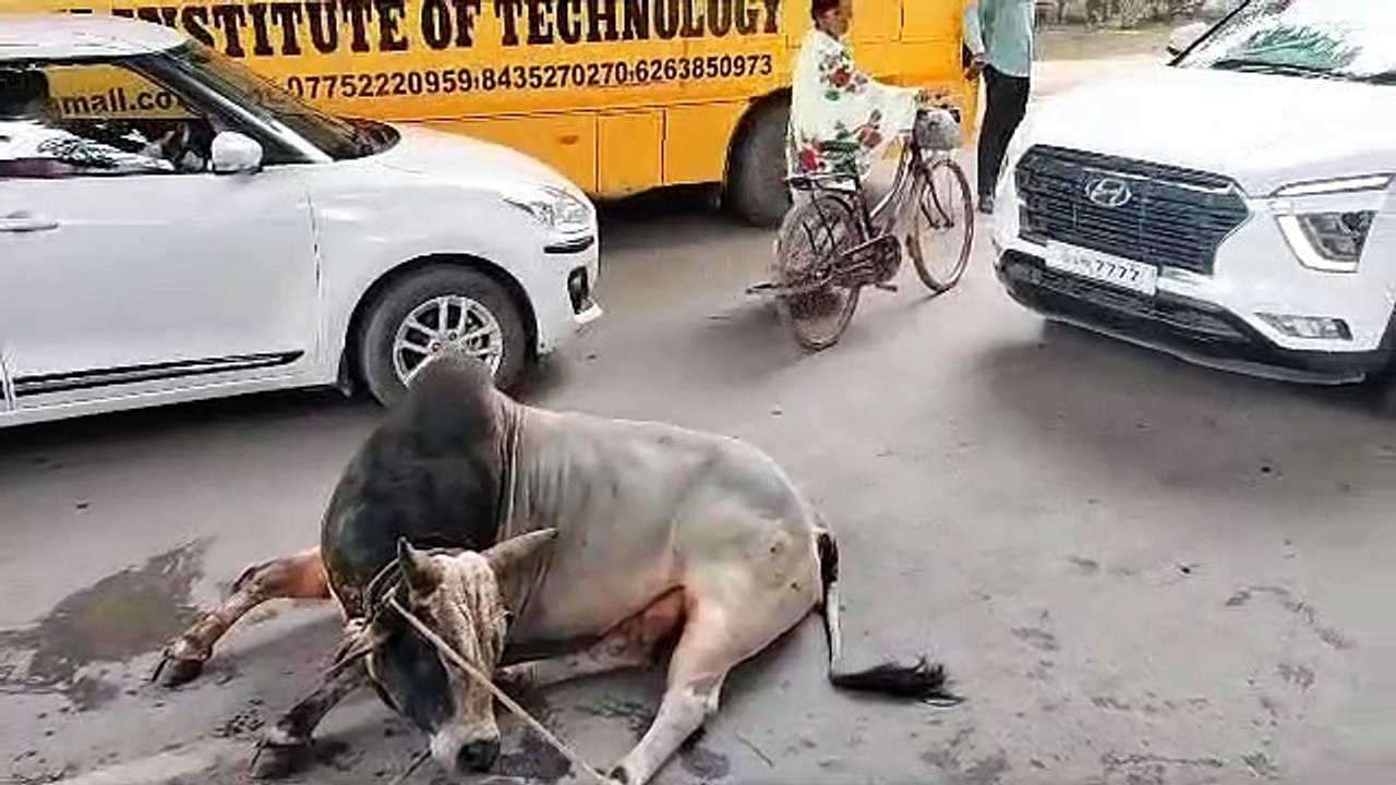 हाईकोर्ट की फटकार के बाद जागा निगम अब तक 1600 स...