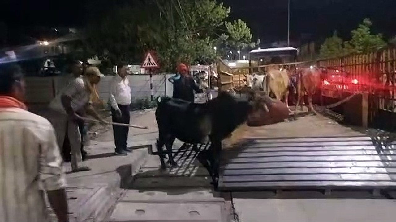 हाईकोर्ट की फटकार के बाद जागा निगम अब तक 1600 स...