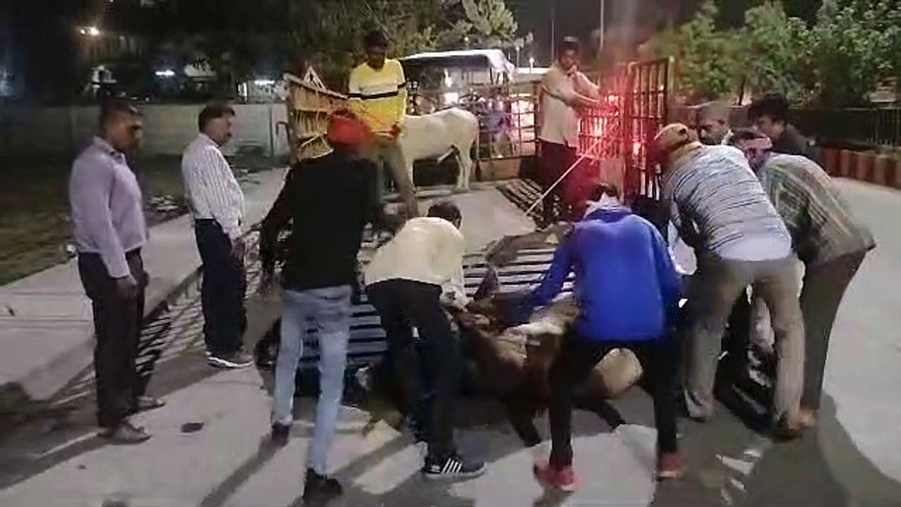 हाईकोर्ट की फटकार के बाद जागा निगम अब तक 1600 स...