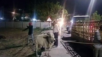 हाईकोर्ट की फटकार के बाद जागा निगम अब तक 1600 से अधिक मवेशियों को पकड़ा