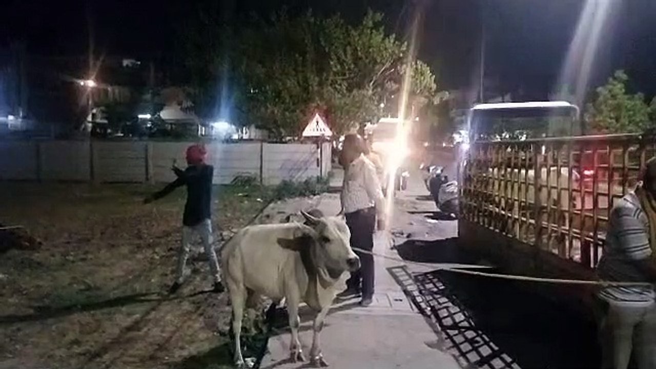 हाईकोर्ट की फटकार के बाद जागा निगम अब तक 1600 स...
