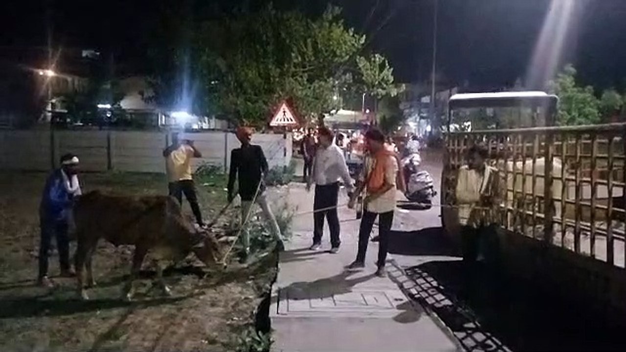 हाईकोर्ट की फटकार के बाद जागा निगम अब तक 1600 स...