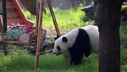 Dev Panda Xi Le, Tianjin Hayvanat Bahçesi'nde 10. Yaş Gününü Kutladı