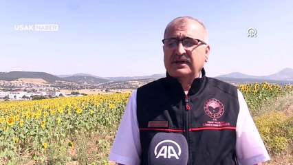 Uşak'ta ayçiçeği ekim alanı 3 yılda yüzde 240 arttı