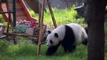 Le panda géant Xi Le fête ses 10 ans au zoo de Tianjin