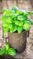 How Much and How Often Should You Water Basil?