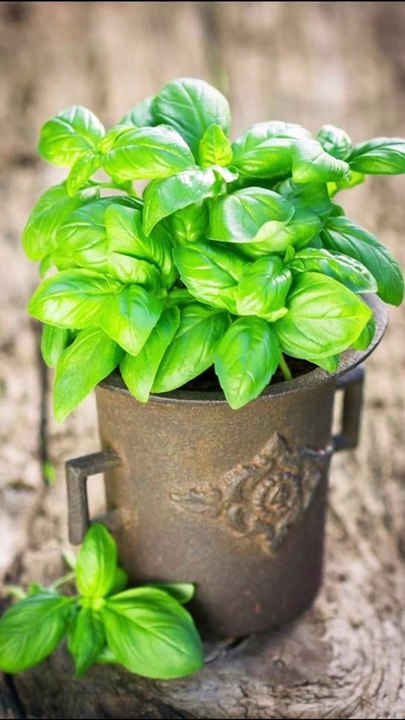 How Much and How Often Should You Water Basil?