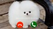 New Cute Baby Sms Ringtone 2022 _ New Message Tone _ Cute Mobile Ringtone 2022_ Love Ringtone 2022