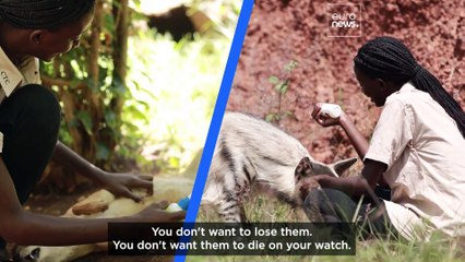 Meet the conservationists saving rare animals in Uganda