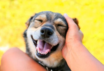 Tu Perro Te Intenta Manipular Con Sus Expresiones Faciales