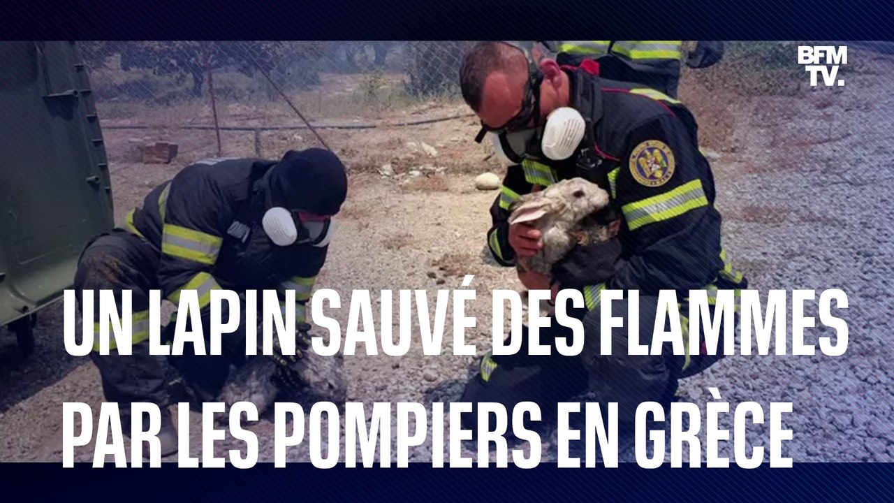 Un lapin sauvé des flammes en Grèce