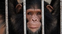 Dos chimpancés escaparon del zoológico de Pereira y fueron sacrificados