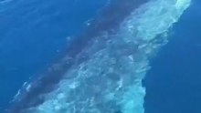 Balena avvistata al Faro di Vada