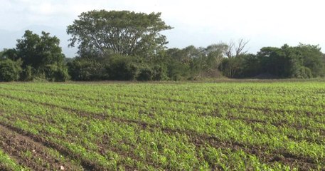 Ejidatarios de San José con buena cosecha de maíz, pero bajo precio