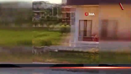 Ankara’da aç kalan tilki yerleşim merkezine indi