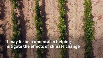 Could this solution help vineyards stave off the effects of climate change?