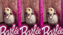 Una familia le celebró el cumpleaños a su perrita con temática de ‘Barbie’