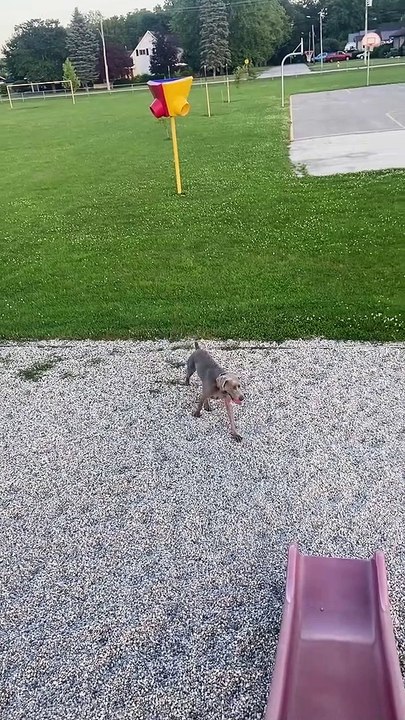 Dog Doesn't Understand Slides
