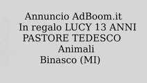 In regalo LUCY 13 ANNI PASTORE TEDESCO