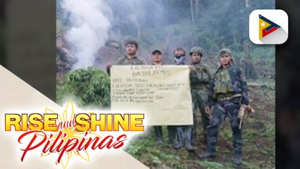 Higit P140-M halaga ng fully grown marijuana plants, sinira sa limang barangay sa tinglayan, Kalinga