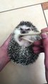 hedgehog eats