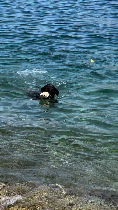 Misa the Diving Dog